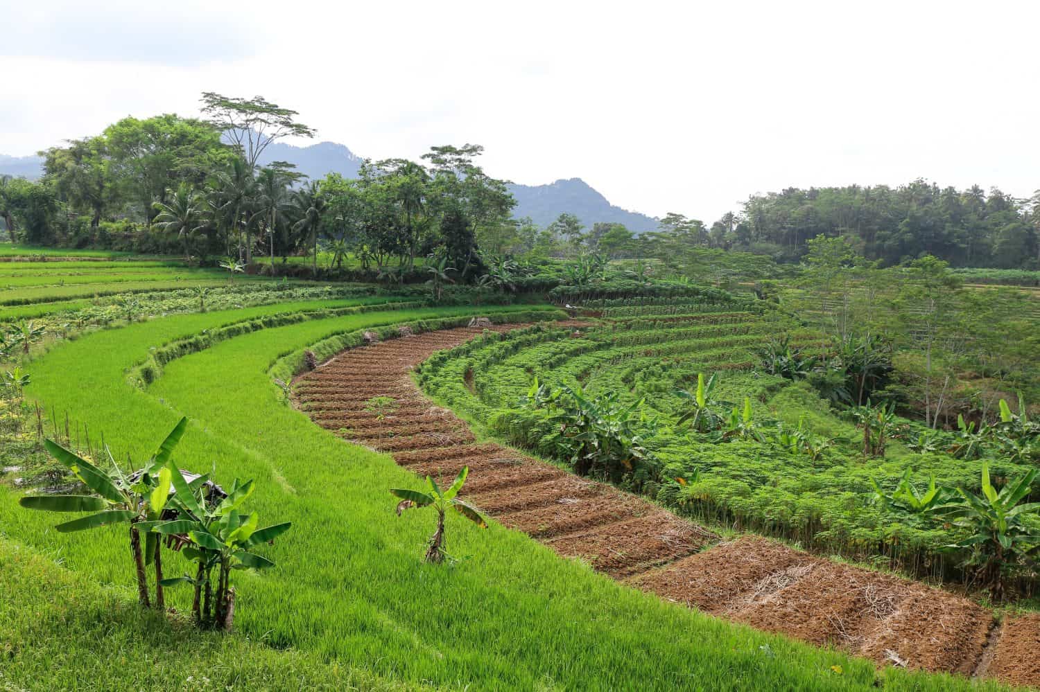Agro-Rings Are How African Cities Stay Fed When Borders Close