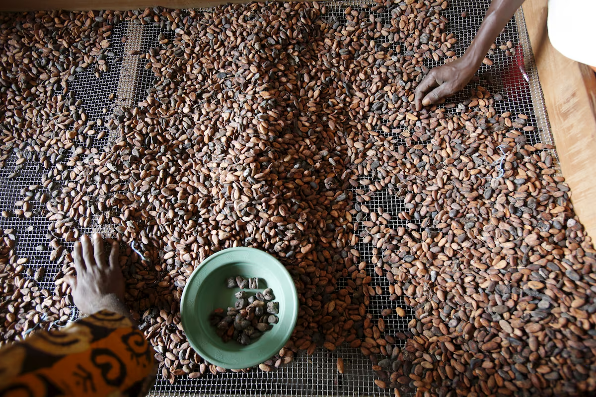 Below-average rains threaten Ivory Coast's cocoa mid-crop, farmers say - Nsemkeka