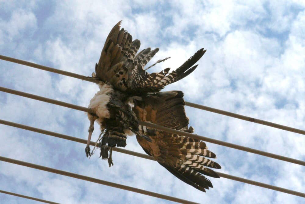 Crows are causing power disruptions in Ashanti region, ECG rolls out preventive measures - Nsemkeka
