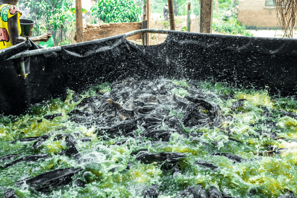 Empowering rural women through aquaculture: KIC’s alternative livelihood approach - Nsemkeka