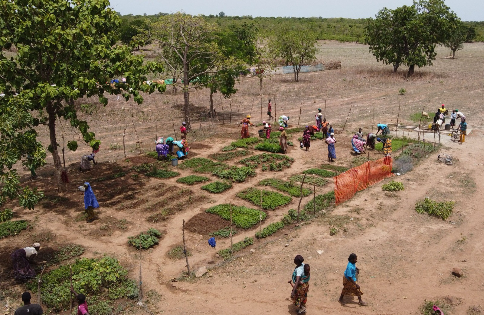 Ending hunger, one household farm at a time - Nsemkeka