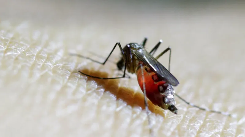 Expert urges calm over mosquito disease found in UK - Nsemkeka