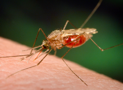 Ghana records 45% reduction in malaria among children under five - Ghana Business News