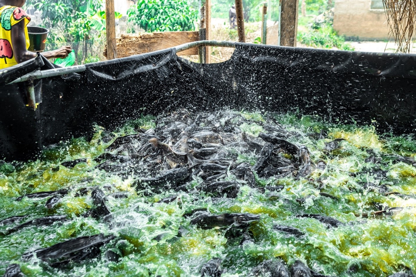 KIC, Mastercard Foundation boosts rural women’s livelihood via aquaculture