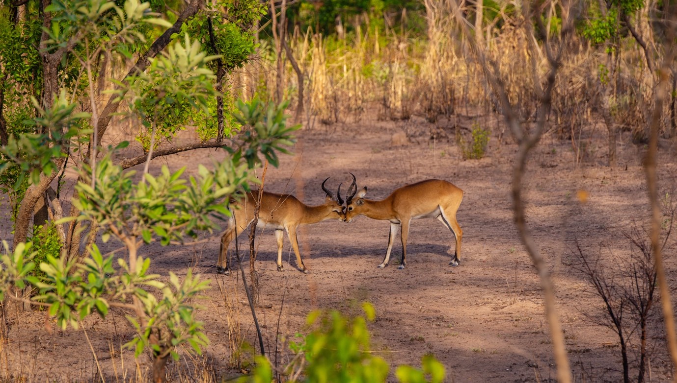 Poaching, Bush Burning: Mole National Park’s ‘conservatory’ scars - Nsemkeka