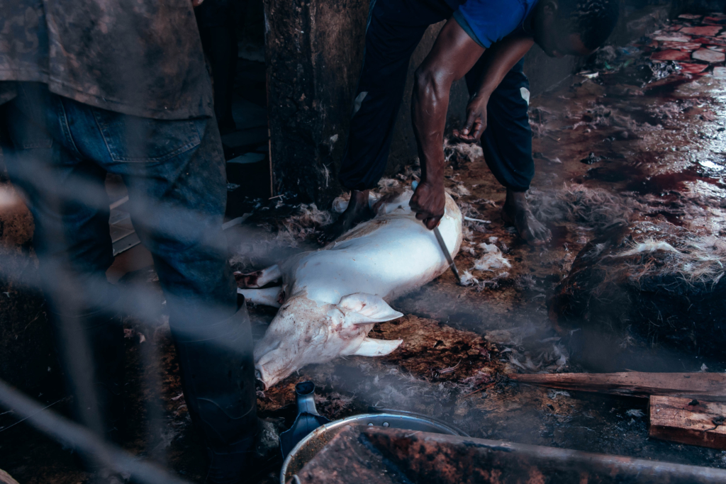 Private company ‘seizes’ million-euro piggery project - Nsemkeka