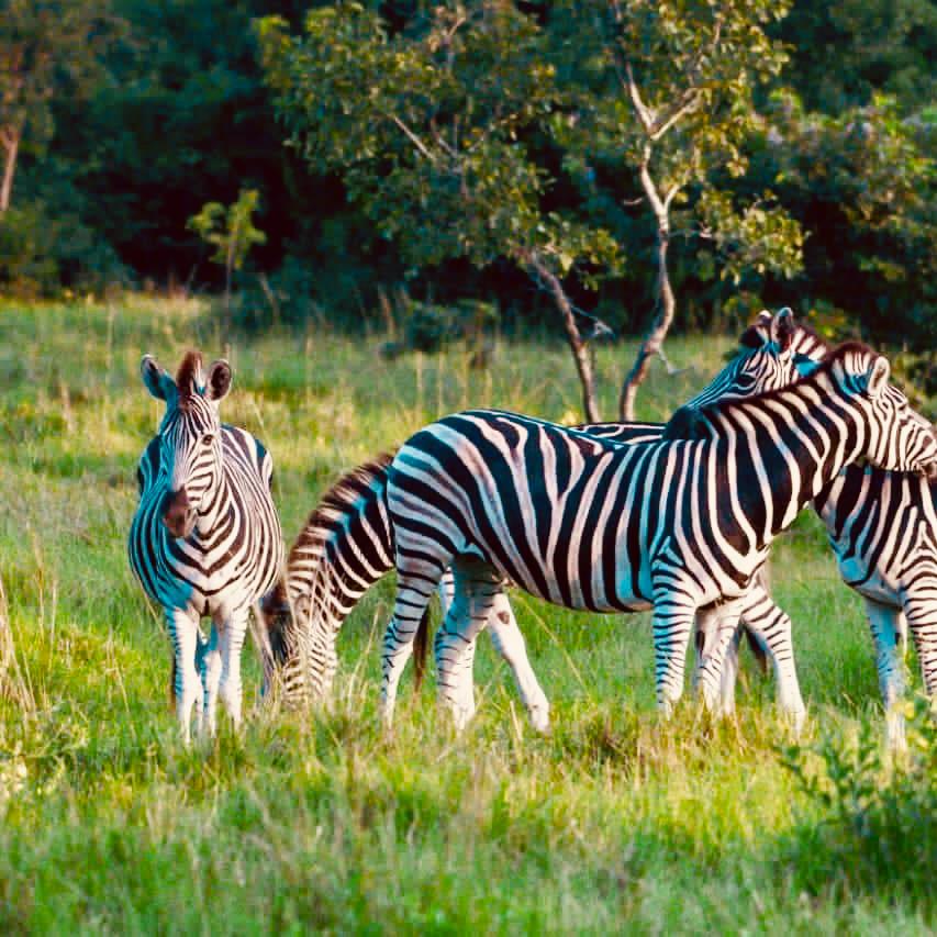 Roadtrip: “Ad.ventucre.scape!” to the play park, wildlife sanctuary and an eco camp retreat at Blue Island on Lake Volta. 