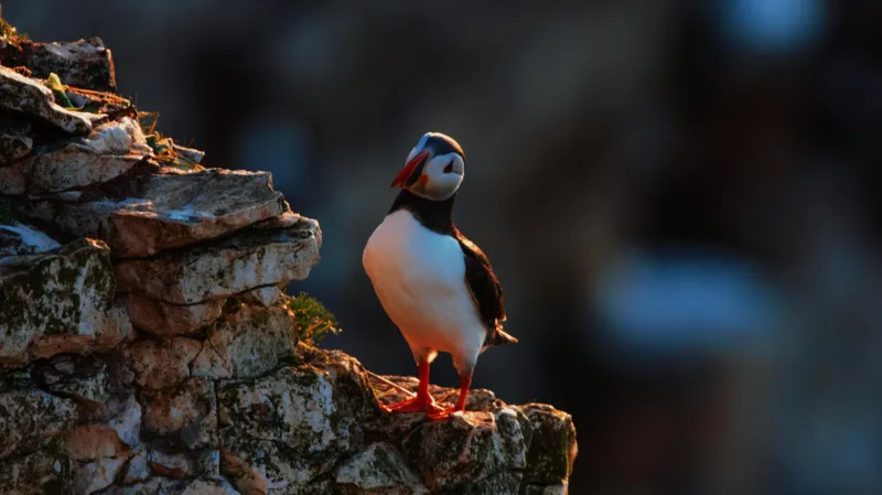 The puffin paradise drawing visitors from across the world - Nsemkeka