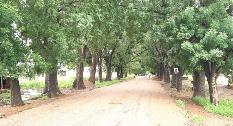 "This is environmental sabotage" – A Rocha Ghana slams tree felling on Atomic-Kwabenya highway - Nsemkeka
