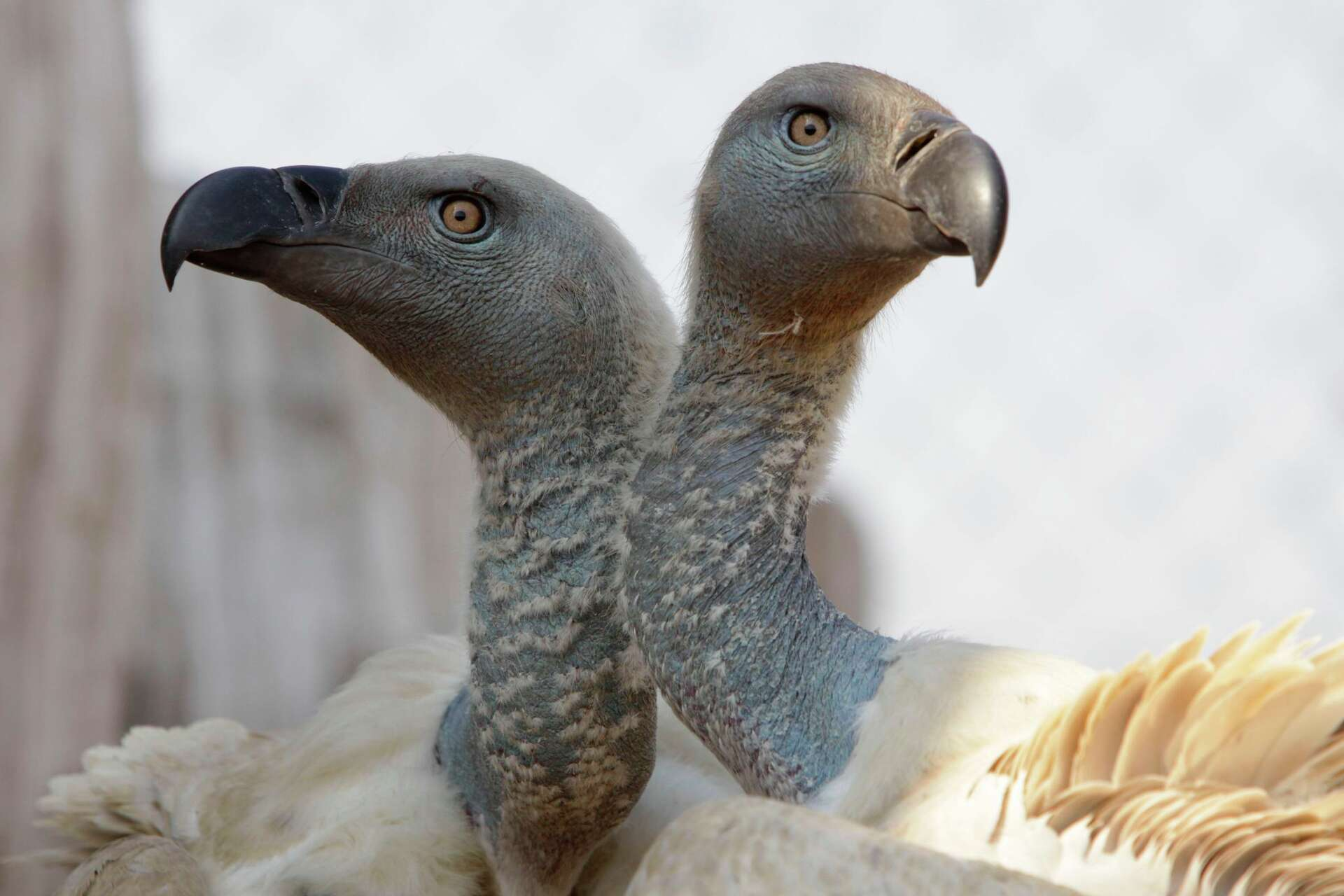 Vultures rescued from mass poisoning in South African game reserve - Nsemkeka