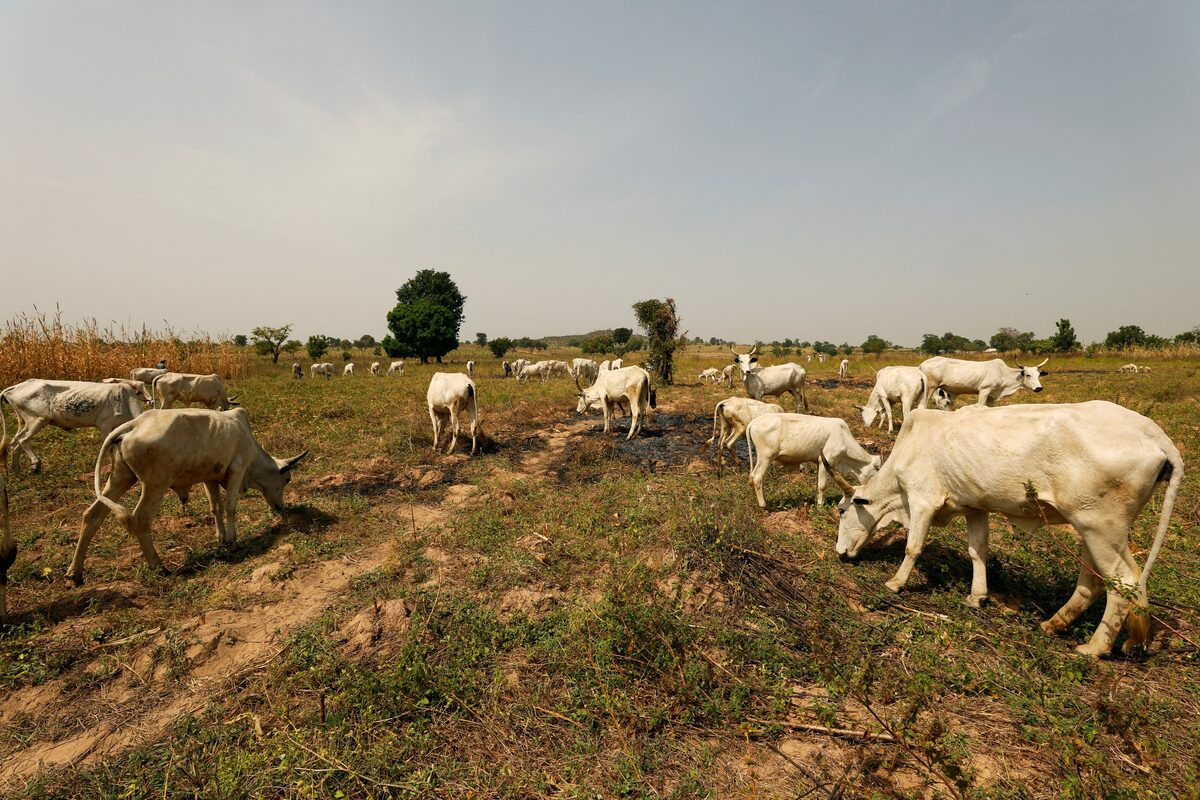 Nigeria imports Danish cows in bid to slash $1.5 billion milk import bill - Nsemkeka