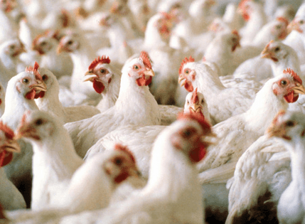 Poultry business said to be losing its lucrativeness - Ghana Business News