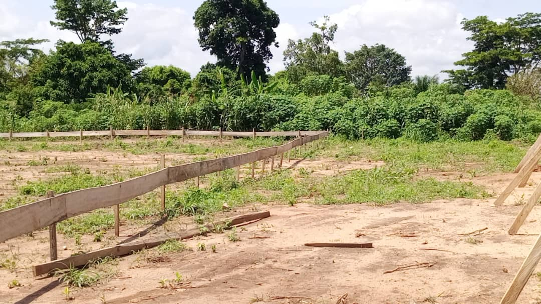 Tension brews in Effiduase as family rejects destoolment of chief who resisted controversial sale of COVID-19 cemetery land - Nsemkeka