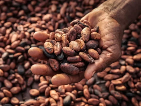 Using BoG reserves for cocoa purchases a "dangerous precedent"— Banking consultant warns - Nsemkeka