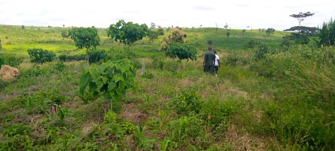 World Environment Day: Stakeholders urge collaborative effort for sustainable ecosystem restoration - Nsemkeka